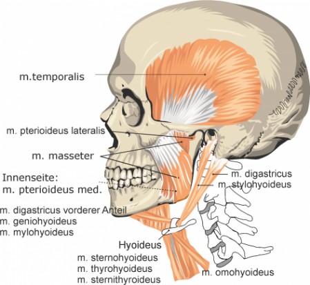 Halsmuskeln von der Seite 