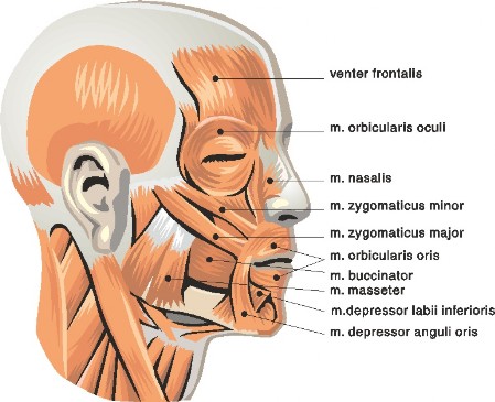 Gesichtsmuskeln
