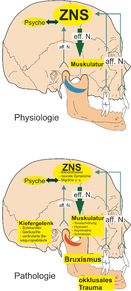 Physiologie und Pathologie Pathologie des Kiefers