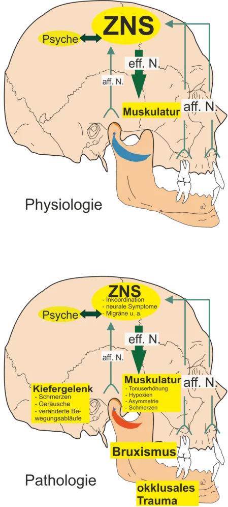 Physiologie und Pathologie Pathologie des Kiefers