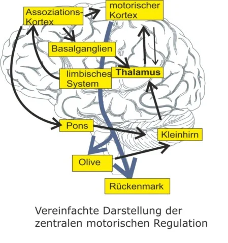 Verschaltung im Gehirn zentrale motorische Regulation