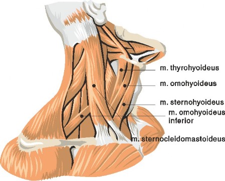 Halsmuskeln